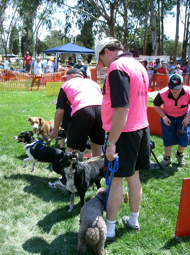 buff dogs