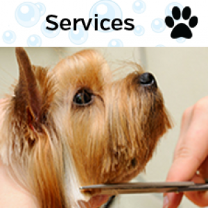 All Pets Grooming Naples - Judys Mobile Grooming Naples Yahoo Local Search Results : Pet&rsquo;s