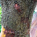 ...Up The Tree