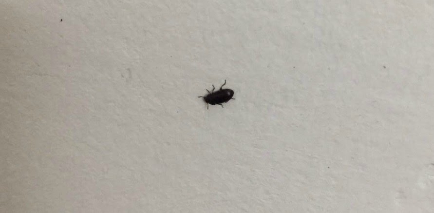 Hard Shell Tiny Black Bugs In Kitchen Sink Identifying