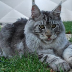 Maine Coon Cat Cost Nz - Baby Bengal Kitten