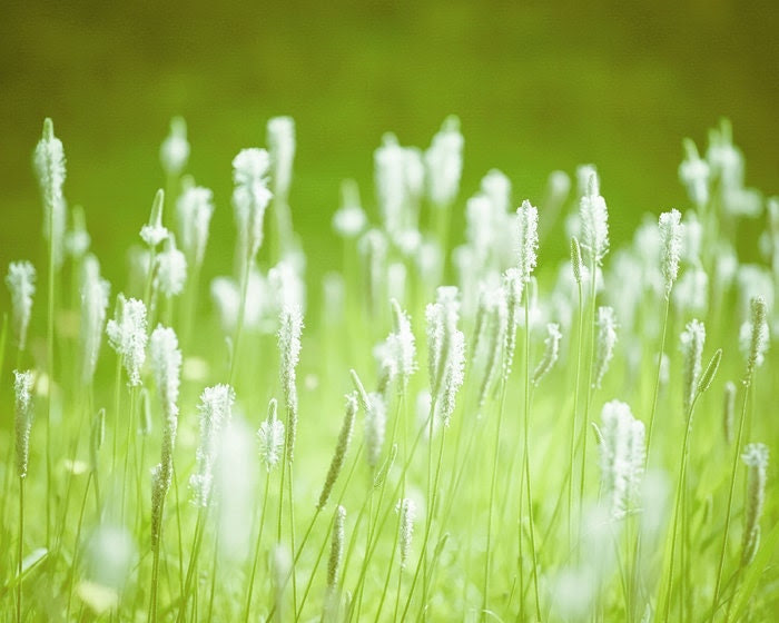 Green Summer Meadow 8x10 Art photography print - mandariina Green Summer Meadow 8x10 Art photography print - mandariina