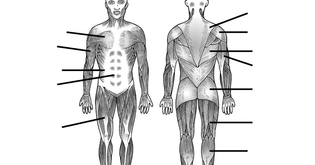 All Muscles In The Body Diagram : Upper body muscles (Anterior view