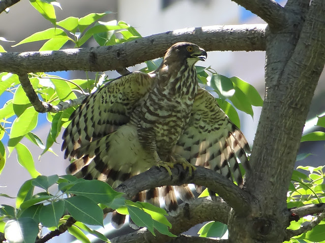 鳳頭蒼鷹/無限台南
