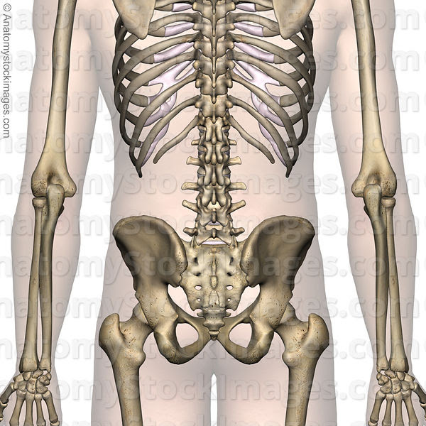 Lower Back Diagram Bones - Diagram Media