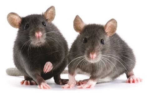 Rats In House Dangerous ? House Plan 2017 Rats In House Dangerous ? House Plan 2017
