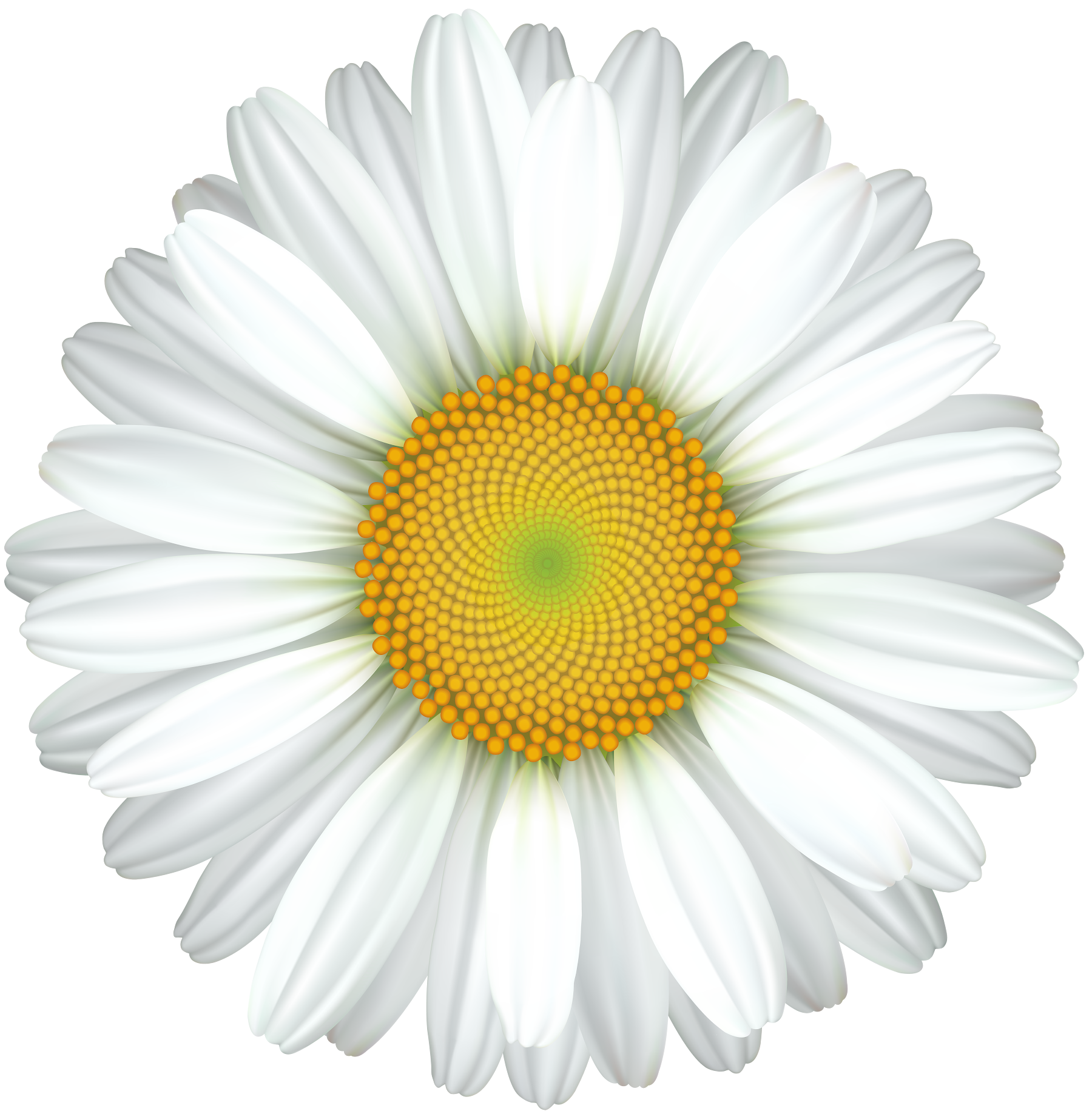 Layered Daisy Svg