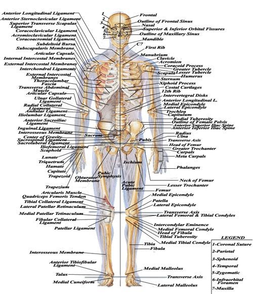 Anatomy Pictures Muscles And Bones Pdf Downloads / Chest bone anatomy