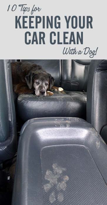 How To Clean Dog Drool Off Leather Car Seats - Car Retro