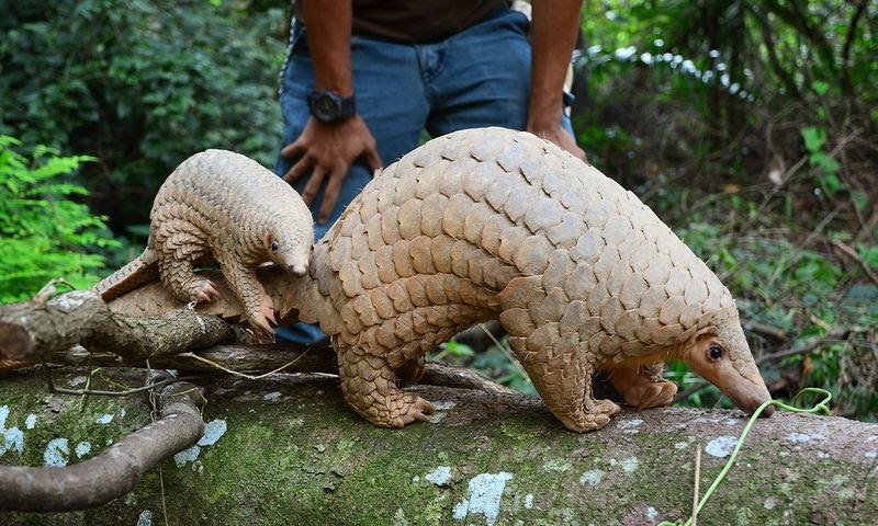 Gambar Hewan  Yang Ada Di  Indonesia  Tempat Berbagi Gambar