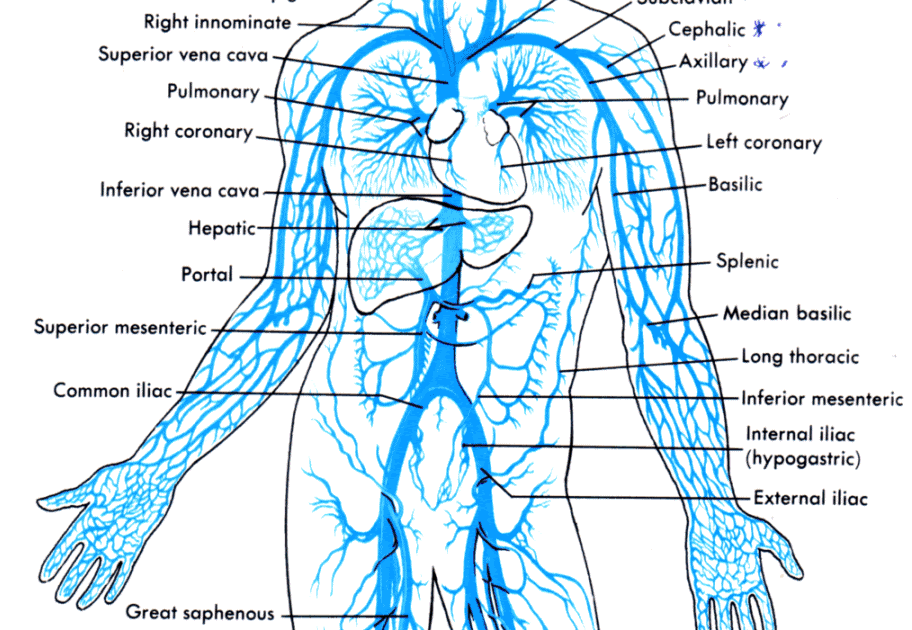 32 Veins Of The Body Diagram - Wiring Diagram List