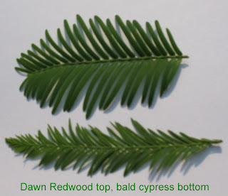 redwood dawn cypress leaves bald twig trees opposite plainfield hold photograph each shows if other