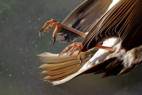 deadbird1