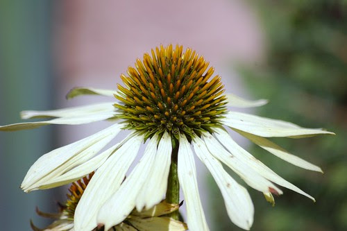 Yellow Coneflower