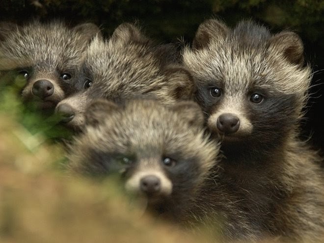 最高の世界 一 珍しい 動物 すべての動物画像