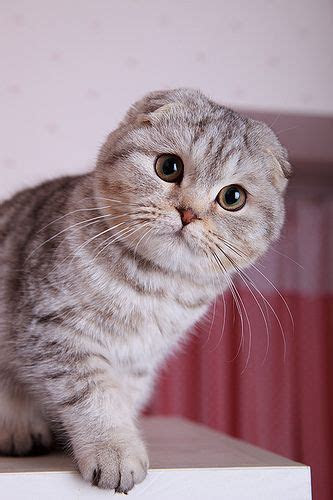 British Shorthair Scottish Fold Fiyatlari British Shorthair