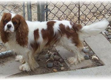 teacup spaniel spaniels