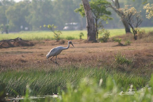 Brolga