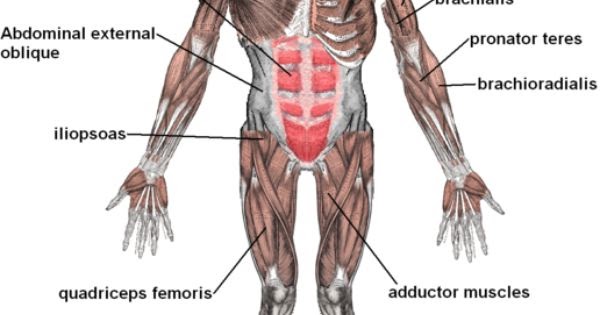 Diagram Of Female Lower Back Muscles Female Shoulder Muscles Diagram