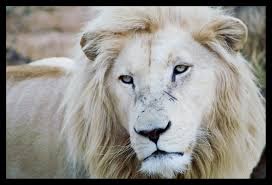 Lions World: WHITE LIONS - MYTHOLOGY, HISTORY & GENETICS