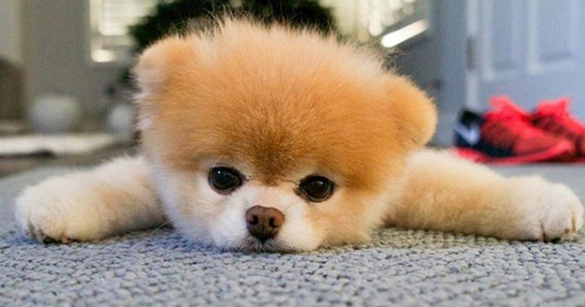 pomeranian boo ucuz pets lovers