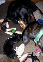 Lola_bdayCow_7411f_TutRosie