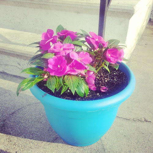 Bring on the color. #flowers
