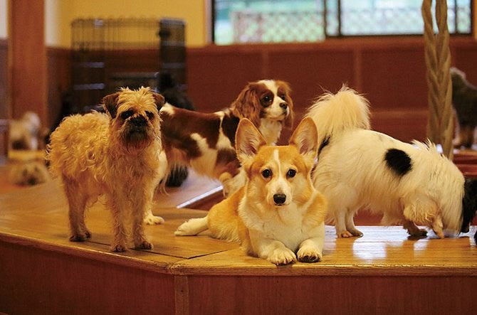 大阪 動物 ふれあい 無料 162372大阪 動物 ふれあい 無料