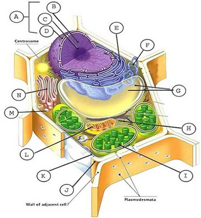 Animal Cell And Plant Cell Parts Unique Features of