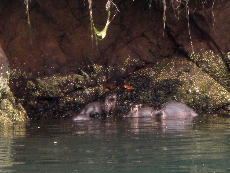 Wildlife watching kayak tour on Noyo River noyo river, river otters, kayak, tour