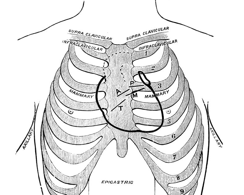 Diagram Of Chest Area - The bones of the chest - Stock Image - F001