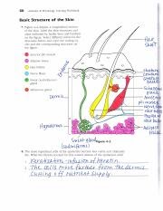 Anatomy And Physiology Coloring Workbook Basic Chemistry ...