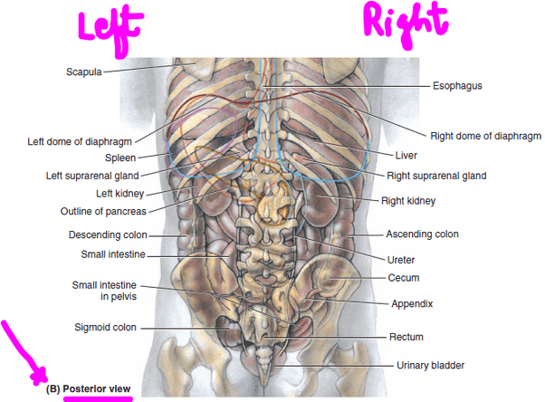 Anatomy Under The Right Rib Thoracic Injuries And Symptoms