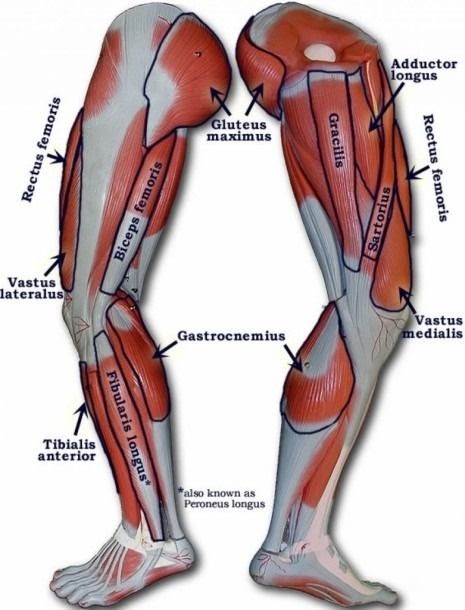 Muscle Names / Human Muscle System Functions Diagram Facts Britannica