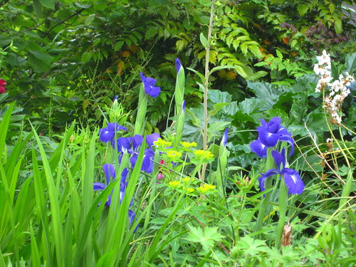 Flowerbed4