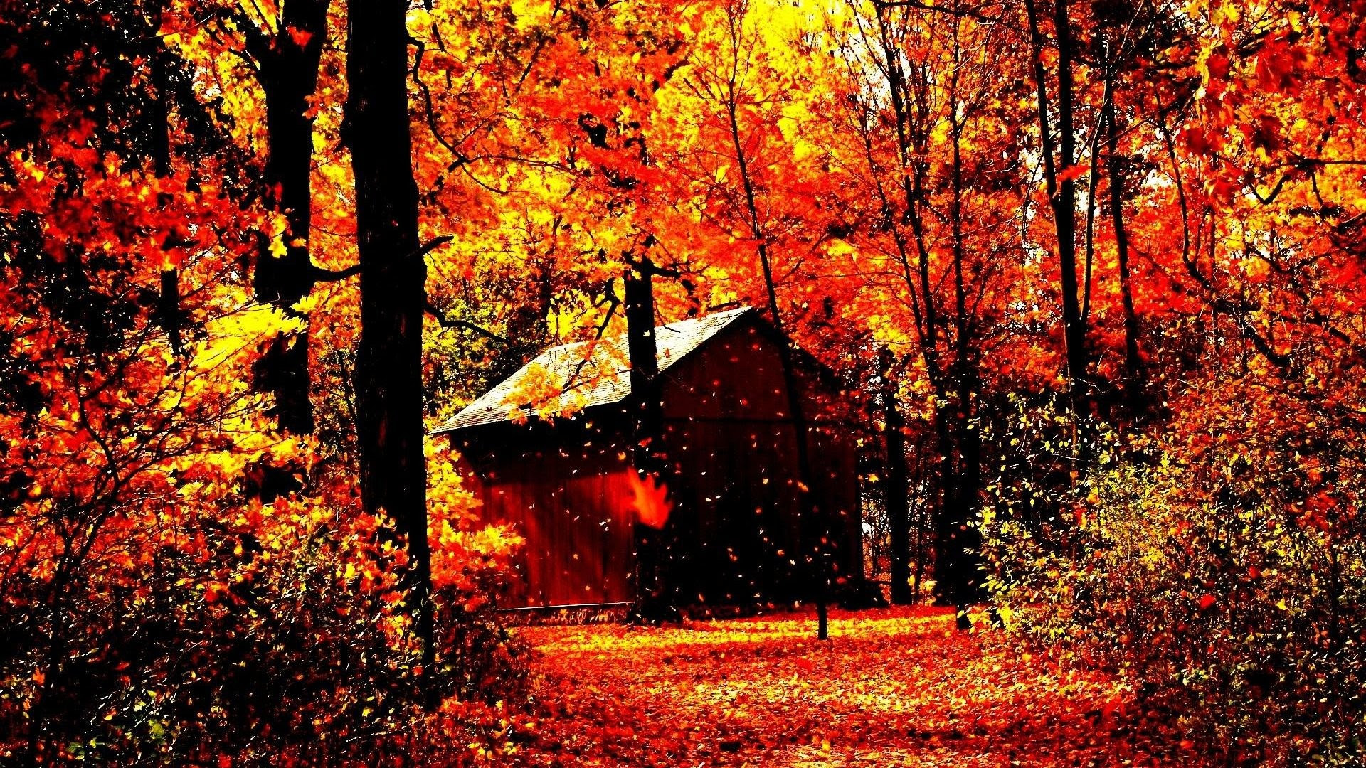Download Autumn Forest Wallpaper Android