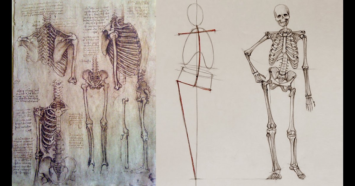 Anatomical Drawings Of The Human Body - Explore over 6700 anatomic