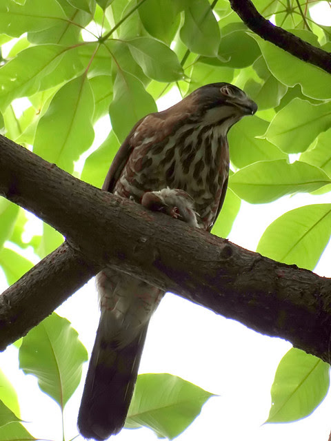鳳頭蒼鷹/無限台南