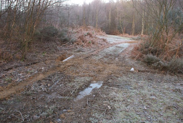 DSC_5521 woodland track