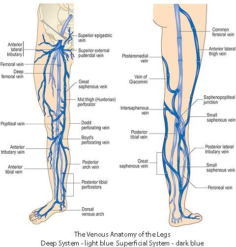 Leg Veins Anatomy - canvas-insight
