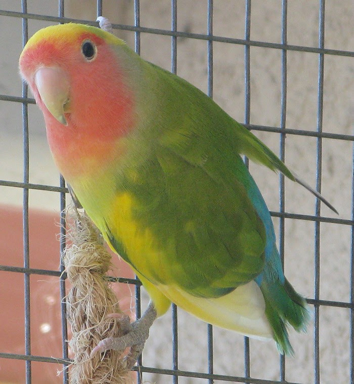 Rare Lovebird Mutation - unique rare bird