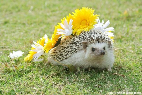 すべての花の画像 エレガント壁紙 ハリネズミ 可愛い