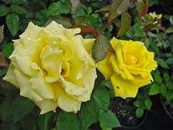 Old Fashioned: Grandma's Yellow Rose