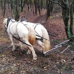 Maisoncelle: Le débardage, l'art de protéger et entretenir les forêts à coups de sabots