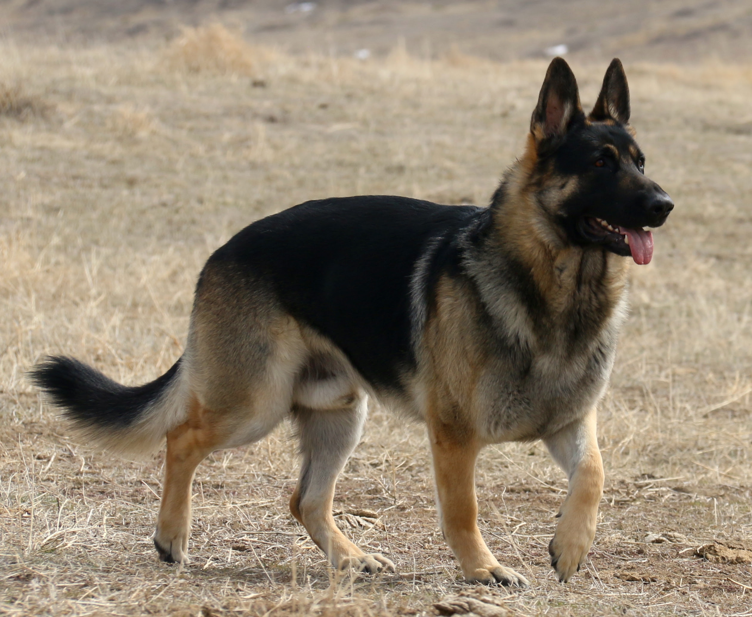 All Black German Shepherd Puppies For Sale In Pa Black German