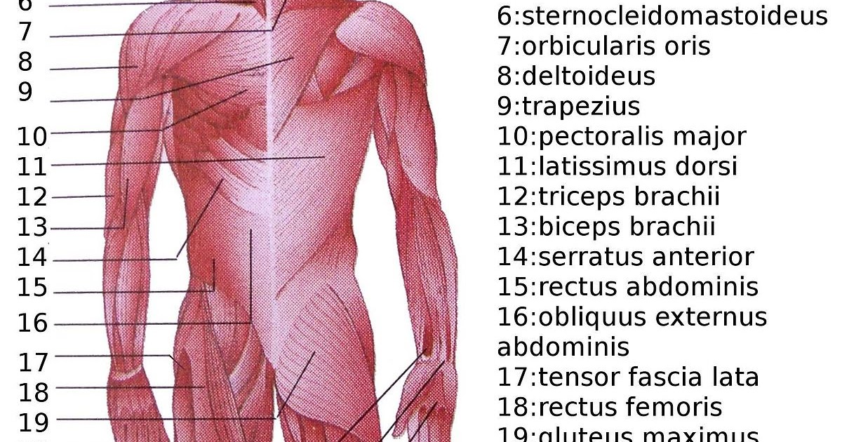Major Muscles In The Body Diagram / Muscle Anatomy Quiz / Muscle