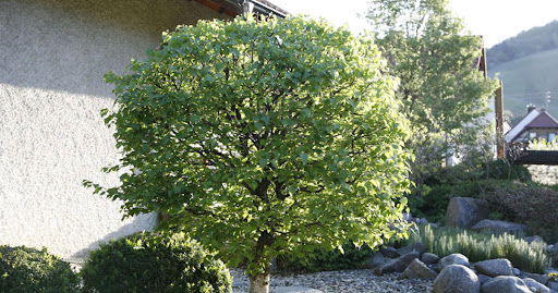 Bonsai Baum Garten