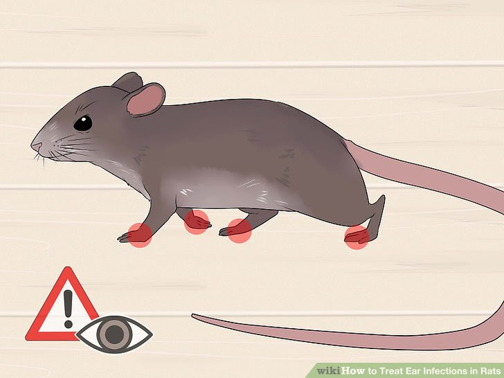 How to Treat Ear Infections in Rats Teachpedia