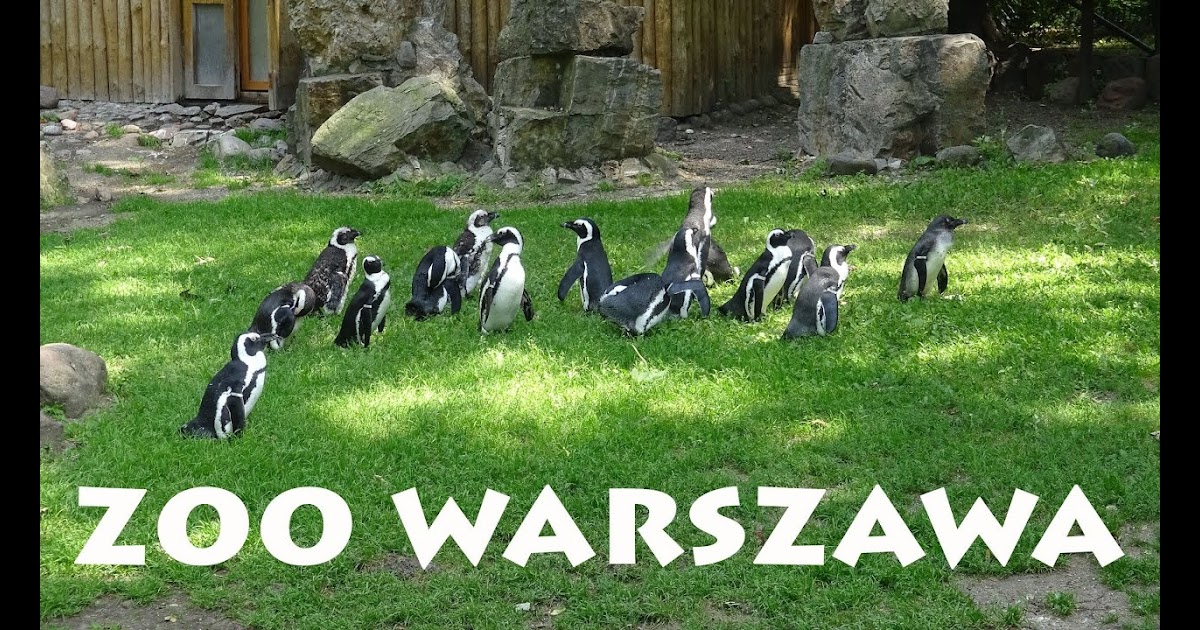 Zoo Warszawa Bilety Do Zoo W Warszawie Gdzie Kupic Ile