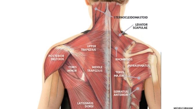 Neck And Shoulder Anatomy Diagram / Anterior view of head tilting back